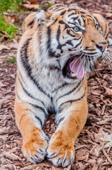 beautiful Bengal tiger roars, queen tiger