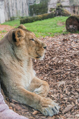 sitting lioness rests after hunting