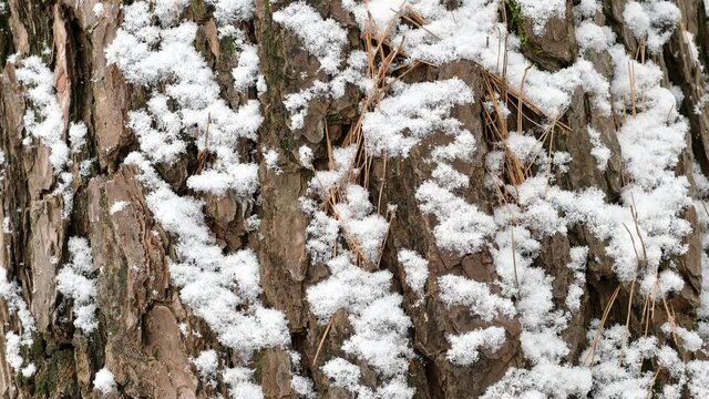 Snow on the bark of a tree on a snowy day
