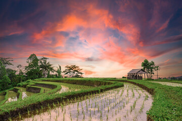 Naklejka premium (Selective focus) Stunning view of a farmer hut's and a beautiful and colorful morning sky reflected in the rice fields. Jatiluwih rice terrace, Tabanan Regency, North Bali, Indonesia.