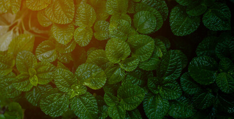 closeup nature view of tropical leaves background, dark tone concept