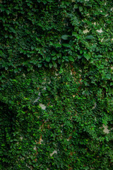 closeup nature view of tropical leaves background, dark tone concept