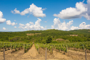 Fototapeta na wymiar A vineyard in the late summer near Murlo, Siena Province, Tuscany, Italy 