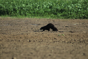 Nutria