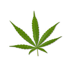 Green cannabis leaves isolated on white background. Growing medical marijuana.