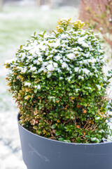 Boxwood in a pot under the snow - 403036007