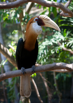 Hornbill bird in a tree, National Capital District, Port Moresby, Papua New Guinea