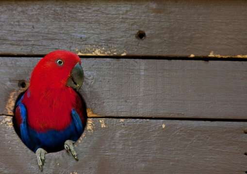 Colorful eclectus parrot, National Capital District, Port Moresby, Papua New Guinea