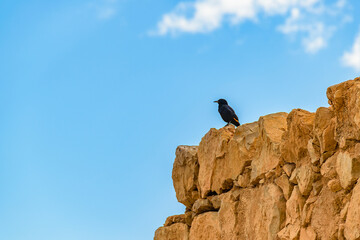 Black Crow Standing at Rock