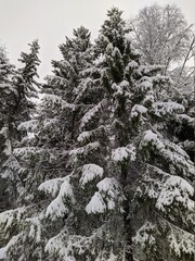 christmas trees in the forest covered with snow