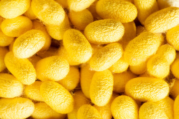 Group of silkworm in yellow cocoon stage background