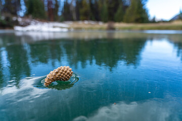 Close-up a pine cone on the frozen lake water surface in the forest.