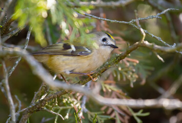 Goldcrest, regulus regulus. The smallest bird of Eurasia sits on a thuja tree branch