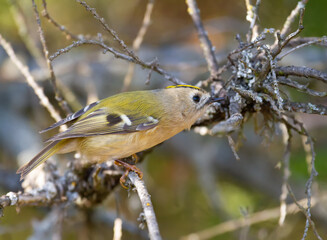 Goldcrest, regulus regulus. The smallest bird of Eurasia sits on a thuja tree branch