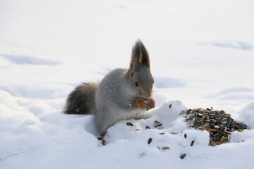 Naklejka na ściany i meble squirrel in the snow
