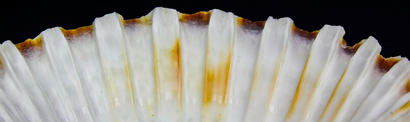 closeup of  white inside of sea bivalve scallop shell with radiating ridge spine pattern isolated on black background.  A seashell found on ocean sand beach.