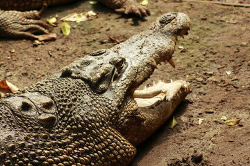 Estuarine Crocodile open it's mouth