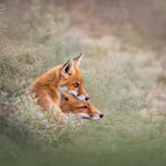 red fox in the wild