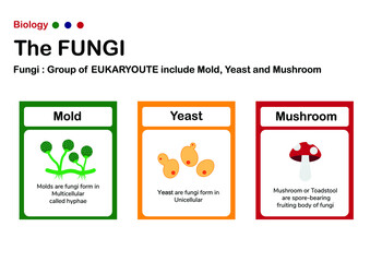 The fungi, microbiology diagram show type of fungi (Mold (mould), yeast and mushroom).