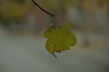 Single yellow withering leaf on a tree conceptual of the autumn or fall season with copyspace