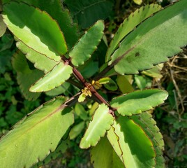 Medicinal plants kalanchoe pinnata, house plants