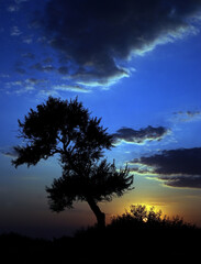 A close up photo of a tree in front of different shades of sky such as blue with dark clouds. Silhouette of the tree and the path it is on, reflects the aesthetic aspect of the photo.