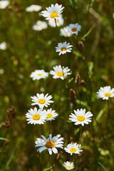 Blooming chamomile (camomile) on a wild field in Russia in summer on a sunny day macro close up. Nature of Central Russia