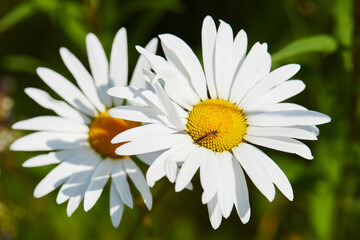 Blooming chamomile (camomile) on a wild field in Russia in summer on a sunny day macro close up. Nature of Central Russia