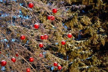 red balls on the trees