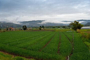 Fototapeta na wymiar Farm with cultivated field in a temperate climate in Colombia.