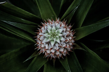 Small pineapple growing in the greenhouse...