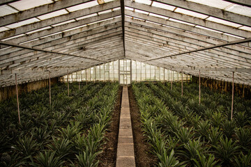 Pineapples growing in the greenhouse...