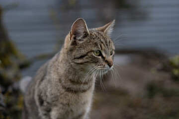 Cat climbing on the tree... 