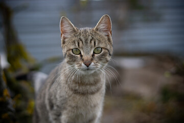 Cat climbing on the tree... 