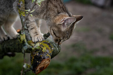Cat climbing on the tree... 