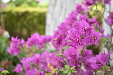 Obraz premium flowers in the garden