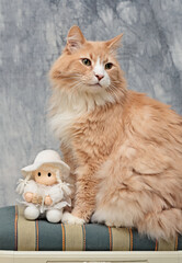 Norwegian forest cat male sitting on a chair with a white doll
