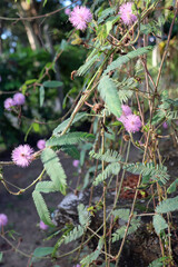 Sensitive Plant (Mimosa Pudica) Medicinal and Fun Tropical Garden with fuzzy pinkish purple blossoms
