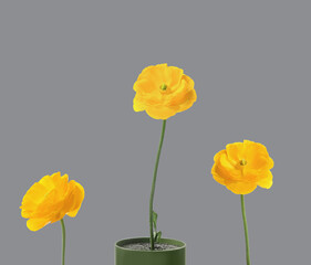 Obraz premium Color of the year 2021. Beautiful yellow ranunculus flowers on grey background
