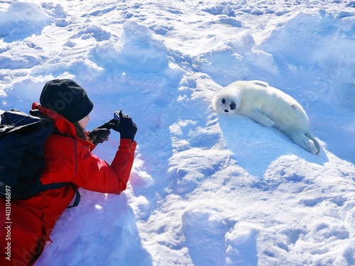 あざらしの赤ちゃんを写真撮影する女性 カナダのマドレーヌ島近くの流氷の上にて Wall Mural 知愛 原
