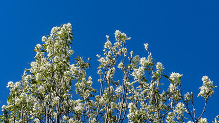 White blossoms of Amelanchier canadensis, serviceberry, shadberry or Juneberry tree on blue sky background. Selective focus close-up. Landscape for any wallpaper. There is place for text