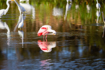 Roseate Spoonbills flying, preening, and feeding in a South Florida nature preserve 