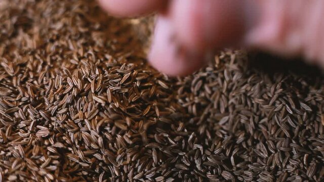 Cumin is taken with your fingers and sprinkled. Selective focus