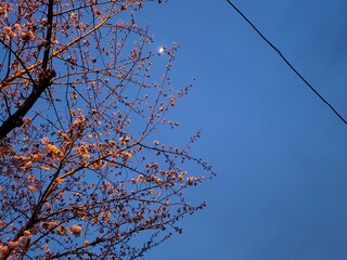 
Landscape with trees and night sky