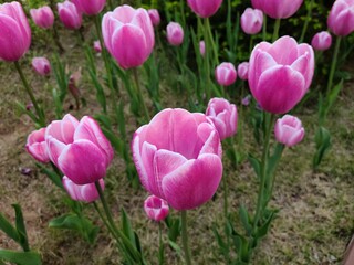 
Pink flowers