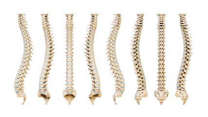 Human spinal column or backbone from eight various angles isolated on a white background. Medical and anatomy scientific 3D render illustration. - obrazy, fototapety, plakaty