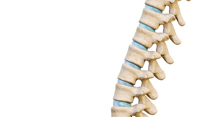 Close-up of vertebrae and intervertebral disks of a human spinal column or backbone isolated on a white background with copy space.. Medical and anatomy 3D rendering illustration.