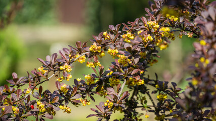 Soft focus of beautiful spring flowers Berberis thunbergii Erecta blossom. Macro of tiny yellow flowers on elegant bokeh green foliage background. Nature concept for design. Place for your text