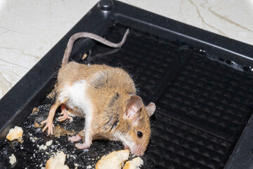 A common wild mouse found dead stuck to a rodent glue trap