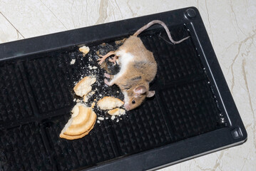 A common wild mouse found dead stuck to a rodent glue trap